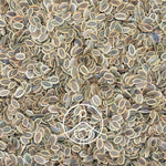 Ielādēt attēlu galerijas skatītājā, Dill Seed / Dilles BIO ēteriskā eļļa 5g / 15g