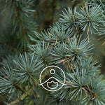 Ielādēt attēlu galerijas skatītājā, Cedarwood Atlas / Ciedru BIO ēteriskā eļļa 5g / 15g