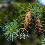 Ielādēt attēlu galerijas skatītājā, Douglas Fir / Zaļās Duglāzijas BIO ēteriskā eļļa 5g / 15g