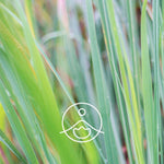 Ielādēt attēlu galerijas skatītājā, Citronella / Citronellas BIO ēteriskā eļļa 5g / 15g