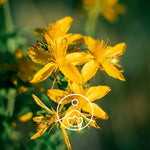 Ielādēt attēlu galerijas skatītājā, St John's Wort / Divšķautņu asinszāle BIO ēteriskā eļļa 2g / 5g