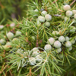 Ielādēt attēlu galerijas skatītājā, Juniper Montana / Kadiķis BIO ēteriskā eļļa 5g