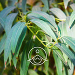 Ielādēt attēlu galerijas skatītājā, Eucalyptus Radiata / Eikalipts BIO ēteriskā eļļa 5g / 15g