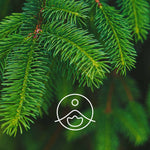 Ielādēt attēlu galerijas skatītājā, Common Spruce / Priede BIO ēteriskā eļļa 5g / 15g