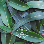 Ielādēt attēlu galerijas skatītājā, Eucalyptus Globulus / Eikalipta BIO ēteriskā eļļa 5g / 15g