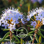 Ielādēt attēlu galerijas skatītājā, Labrador Tea BIO ēteriskā eļļa 2g / 5g