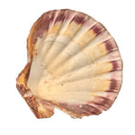 Load image into Gallery viewer, Abalone Shell holder 12-14cm - Palo Santo & Sage