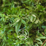 Ielādēt attēlu galerijas skatītājā, Lemon Verbena / Citronverbēnas BIO ēteriskā eļļa 2g / 5g / 15g