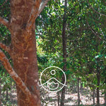 Ielādēt attēlu galerijas skatītājā, Rosewood / Rožkoka ēteriskā eļļa 5g / 15g