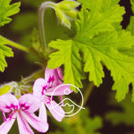 Ielādēt attēlu galerijas skatītājā, Geranium Rosat / Pelargonijas / Gerānijas BIO ēteriskā eļļa 5g / 15g