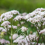 Ielādēt attēlu galerijas skatītājā, Valerian / Baldriāna Ēteriskā eļļa 2g / 5g / 15g