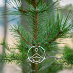 Load image into Gallery viewer, Scots pine BIO essential oil, 5g