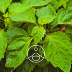 Загрузить изображение в средство просмотра галереи, Patchouli / Pačūlijas BIO ēteriskā eļļa 5g / 15g