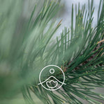 Ielādēt attēlu galerijas skatītājā, Silver Fir / Eiropas baltegles skuju BIO ēteriskā eļļa 5g / 15g