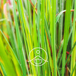 Ielādēt attēlu galerijas skatītājā, Lemongrass / Citronzāles BIO ēteriskā eļļa 5g / 15g