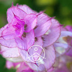 Ielādēt attēlu galerijas skatītājā, Clary sage / Muskata salvijas BIO ēteriskā eļļa 5g / 15g / 50g