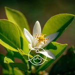 Загрузить изображение в средство просмотра галереи, Neroli / Neroli BIO ēteriskā eļļa 2g / 5g / 15g