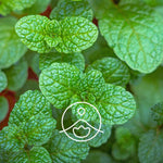 Ielādēt attēlu galerijas skatītājā, Spearmint / Krūzmētras Ziedūdens / Mentha Spicata