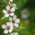 Ielādēt attēlu galerijas skatītājā, Manuka / Slotveida tējaskoka BIO ēteriskā eļļa 5g / 15g