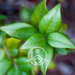 Ielādēt attēlu galerijas skatītājā, Green Myrtle / Mirte BIO ēteriskā eļļa 5g / 15g