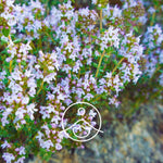 Ielādēt attēlu galerijas skatītājā, Thyme Borneol / Timiāns BIO ēteriskā eļļa 5g / 15g