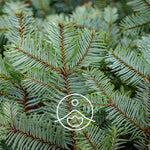 Загрузить изображение в средство просмотра галереи, Pine Needle / Priežu BIO ēteriskā eļļa 5g / 15g