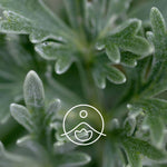 Загрузить изображение в средство просмотра галереи, Mugwort / Vērmeles BIO ēteriskā eļļa 5g / 15g