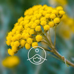 Ielādēt attēlu galerijas skatītājā, Helichrysum Italian / Itālijas Salmenes BIO ēteriskā eļļa 2g / 5g / 15g