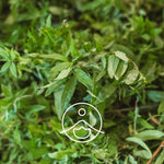 Ielādēt attēlu galerijas skatītājā, Lemon Verbena / Verbēnas Ziedūdens / Lippia Citriodora