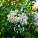 Ielādēt attēlu galerijas skatītājā, Lemon Myrtle / Citronmirte / Backhousia citriodora eļļa 5g / 15g