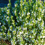 Ielādēt attēlu galerijas skatītājā, Savory / Kalnu pupumētra BIO ēteriskā eļļa 5g / 15g