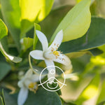 Ielādēt attēlu galerijas skatītājā, Neroli / Neroli Ziedūdens / Citrus Aurantium