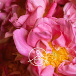 Ielādēt attēlu galerijas skatītājā, Rose Centifolia / Rožūdens / Rosa Centifolia