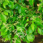 Загрузить изображение в средство просмотра галереи, Ravintsara / Kampara koka BIO ēteriskā eļļa 5g / 15g