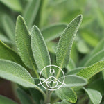 Ielādēt attēlu galerijas skatītājā, Sage / Salvija BIO ēteriskā eļļa 5g / 15g