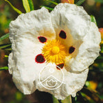 Ielādēt attēlu galerijas skatītājā, Labdanum / Klinšu Rožu Ziedūdens / Cistus Ladaniferus