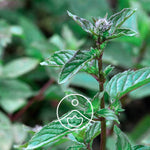 Загрузить изображение в средство просмотра галереи, Peppermint / Piparmētras BIO ēteriskā eļļa 5g / 15g