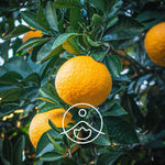 Ielādēt attēlu galerijas skatītājā, Yuzu BIO ēteriskā eļļa 5g / 15g