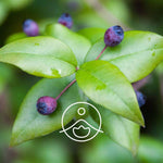 Загрузить изображение в средство просмотра галереи, Red Myrtle / Mirte BIO ēteriskā eļļa 5g / 15g