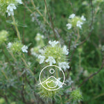 Ielādēt attēlu galerijas skatītājā, Marjoram / Spanish Marjoram / Majorāns BIO ēteriskā eļļa 5g / 15g