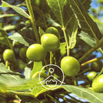 Загрузить изображение в средство просмотра галереи, Palo Santo BIO ēteriskā eļļa 5g / 15g