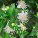 Ielādēt attēlu galerijas skatītājā, Myrtle / Mirtes Ziedūdens / Myrtus Communis