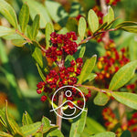 Загрузить изображение в средство просмотра галереи, Mastic tree / Mastikas pistācijas BIO ēteriskā eļļa 2g / 5g / 15g