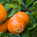 Загрузить изображение в средство просмотра галереи, Red Mandarin / Sarkanā mandarīna BIO ēteriskā eļļa 5g / 15g