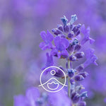 Ielādēt attēlu galerijas skatītājā, Lavender Vera / Lavandas Ziedūdens / Lavandula Angustifolia