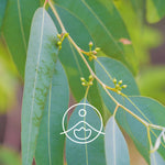 Load image into Gallery viewer, Hydrosol Eucalyptus Globulus / Eucalyptus Globulus