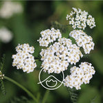 Load image into Gallery viewer, Yarrow BIO essential oil, 5g