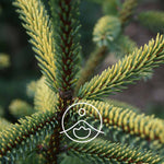 Ielādēt attēlu galerijas skatītājā, Giant Fir / Egle BIO ēteriskā eļļa 5g / 15g