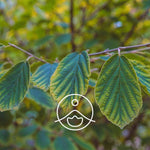 Ielādēt attēlu galerijas skatītājā, Hamamelis / Witchazel / Virdžīnijas Burvjlazdas Ziedūdens / Hamamelis Virginiana