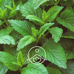 Ielādēt attēlu galerijas skatītājā, Melissa / Melisas Ziedūdens / Melissa Officinalis